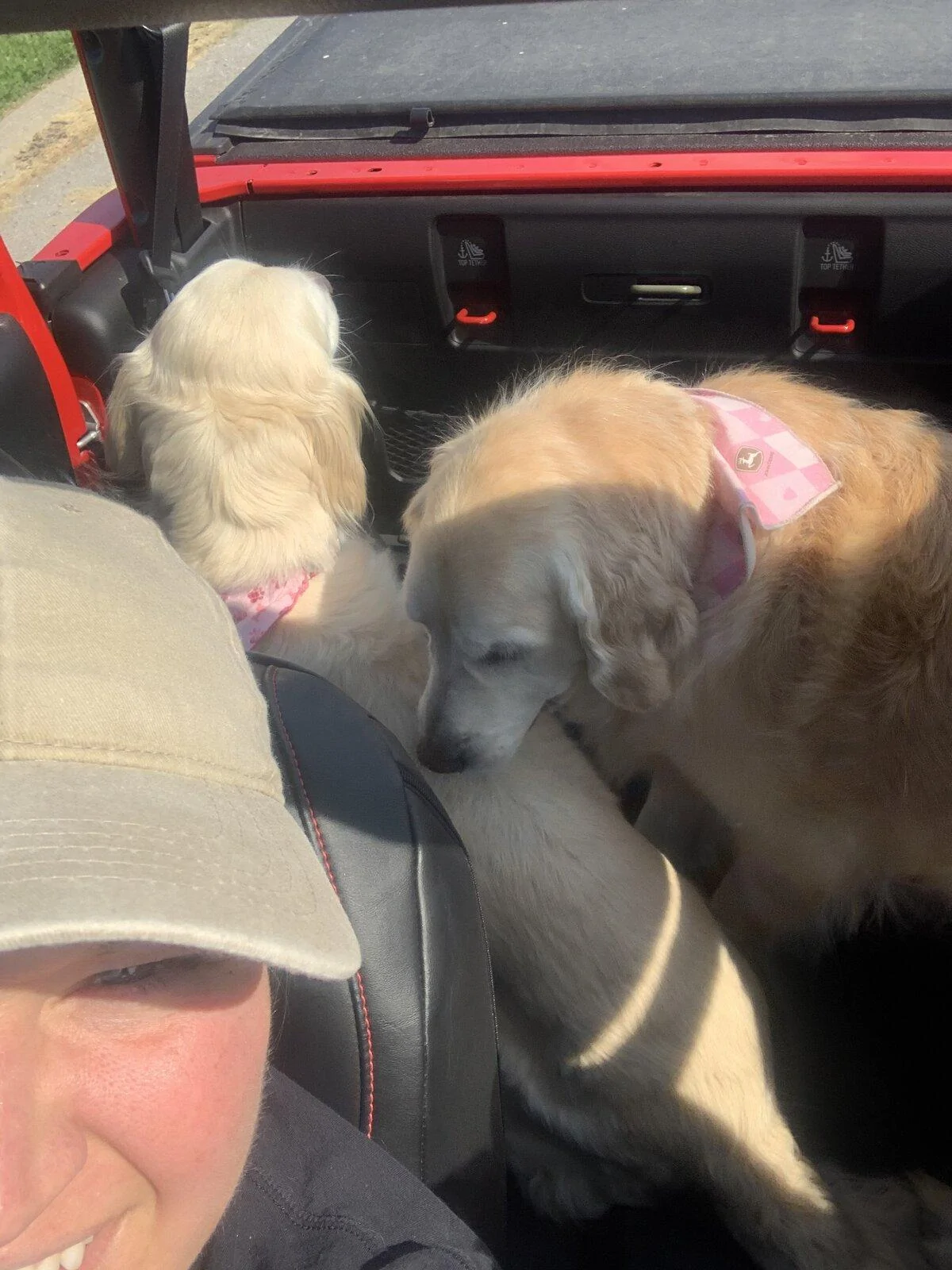 Jeep Gladiator Show me your furry Co-Pilots. 30C0EE59-39E2-4DF5-9D47-FDC0251A3FF8