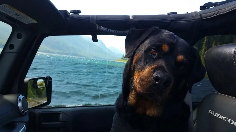 Jeep Gladiator Show me your furry Co-Pilots. i-wtW7TS5-L