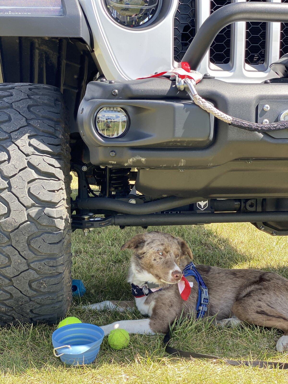 Jeep Gladiator Show me your furry Co-Pilots. CED810EF-148A-4CA4-A160-AA3F3D15111F