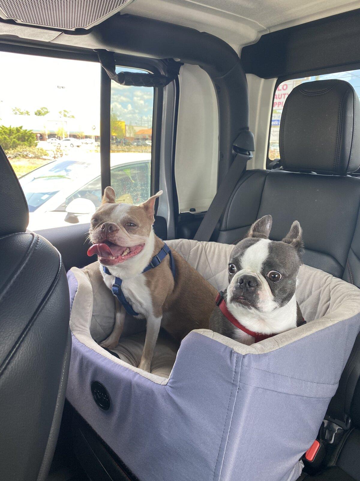 Jeep Gladiator Show me your furry Co-Pilots. C04A8060-0B54-4EBA-BECA-849839D4DEE8