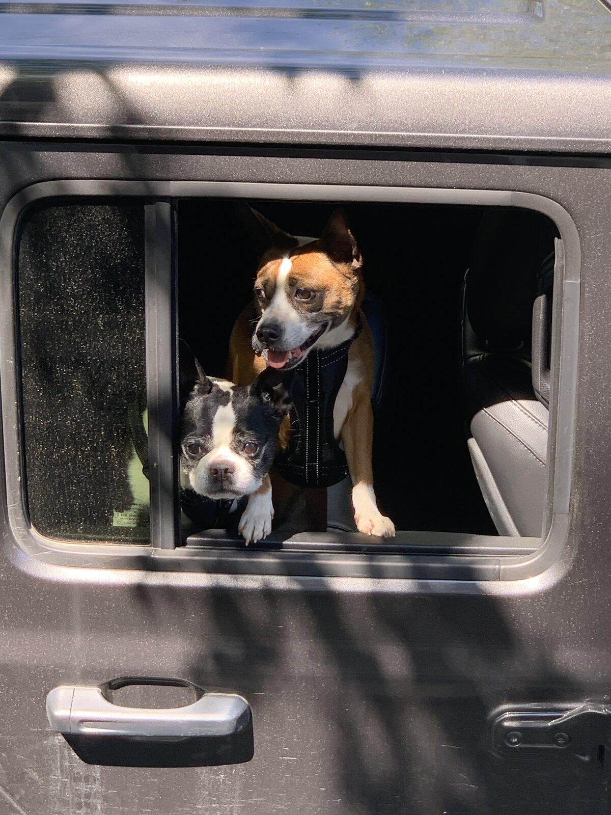 Jeep Gladiator Show me your furry Co-Pilots. 1623677421898