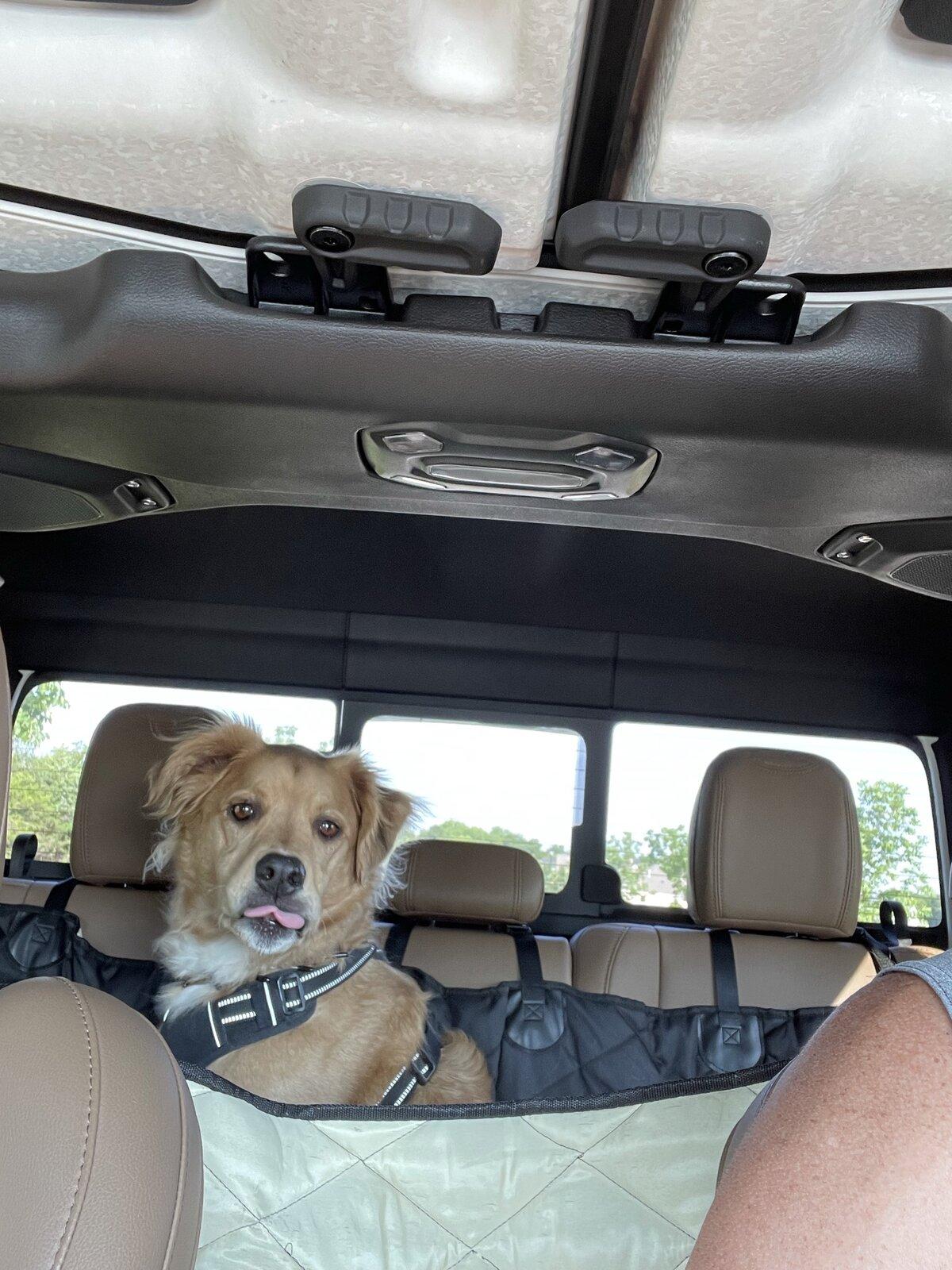 Jeep Gladiator Show me your furry Co-Pilots. 9604687D-7DE9-403C-B13B-1DE21CB29565