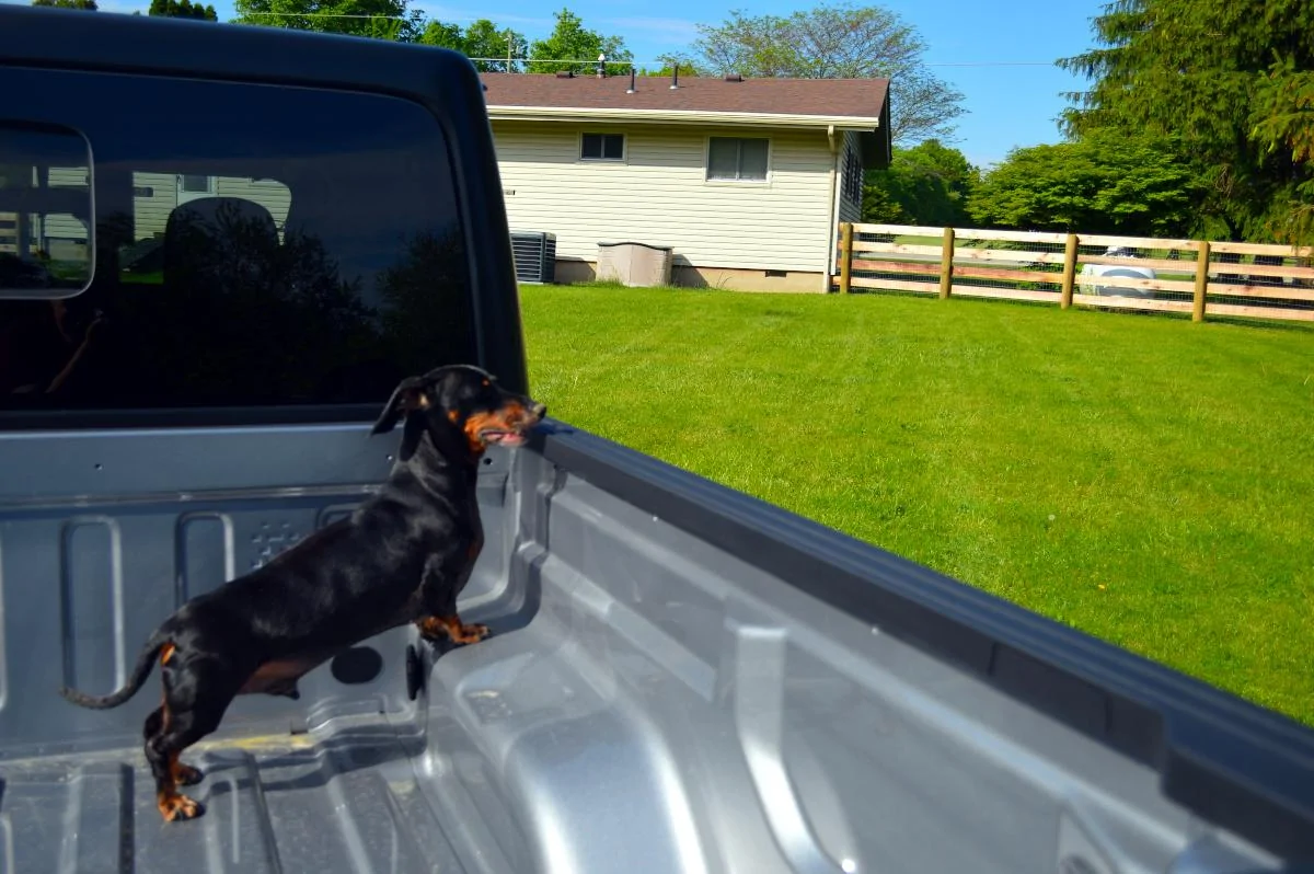 Jeep Gladiator Show me your furry Co-Pilots. jt1930