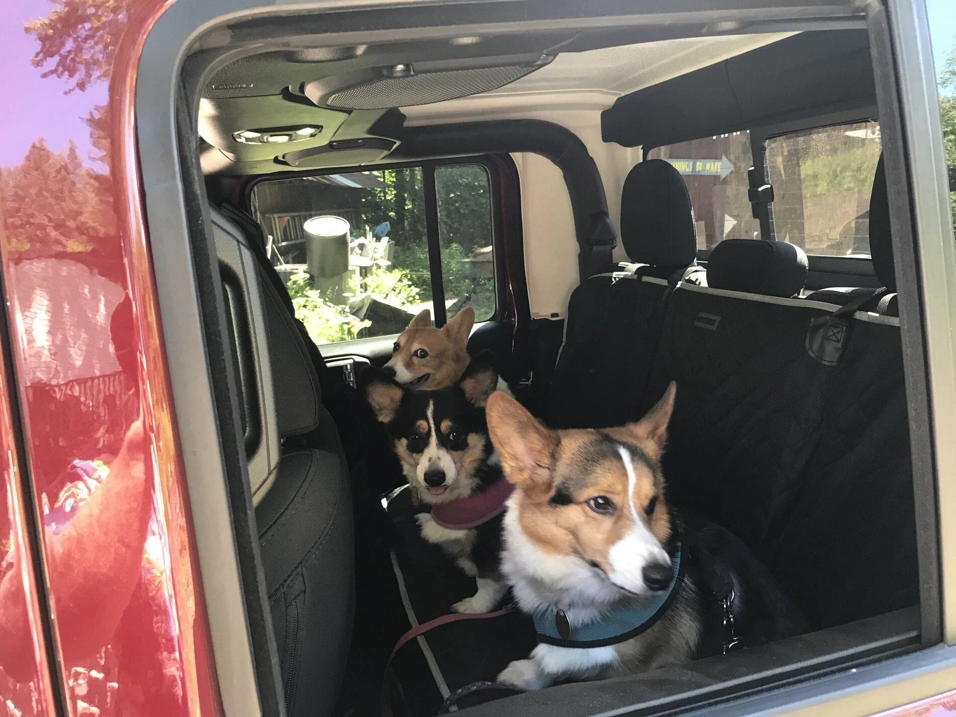 Jeep Gladiator Show me your furry Co-Pilots. 59B34EAB-D0C2-45A0-828B-4CD9CC7D03D9