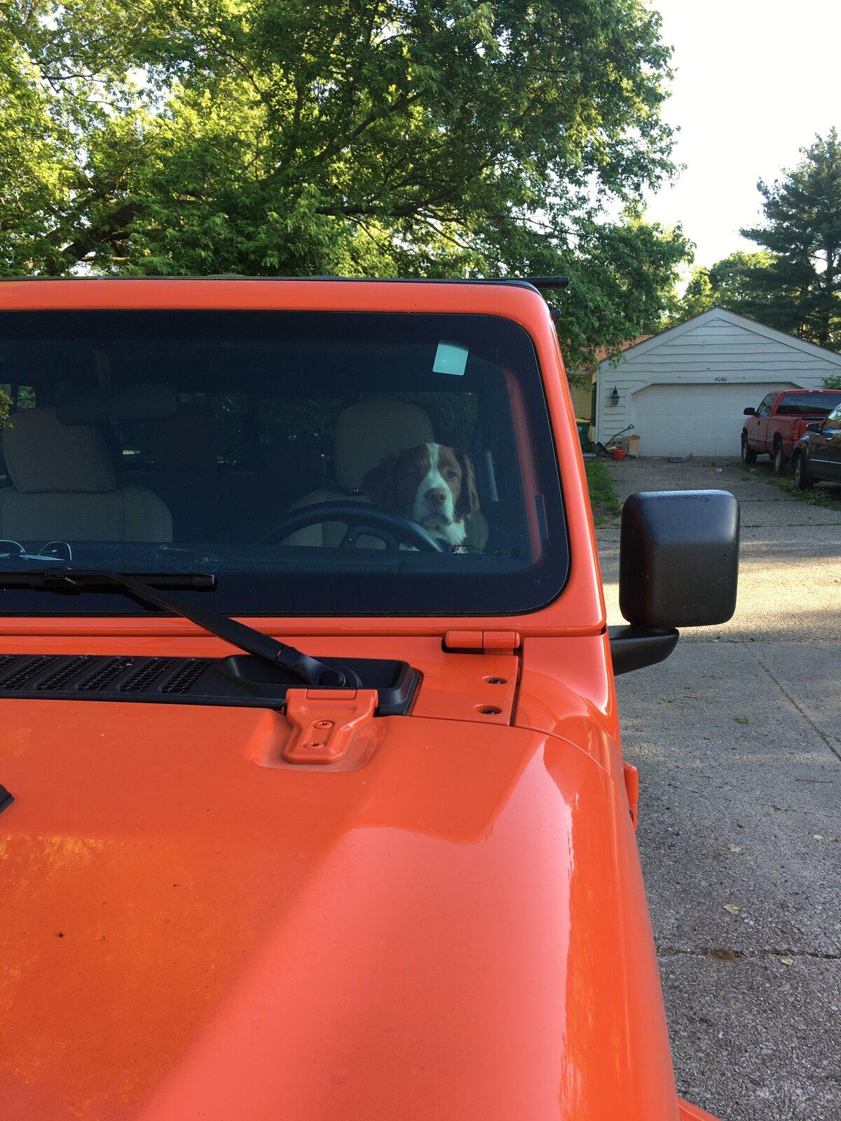 Jeep Gladiator Show me your furry Co-Pilots. 5E6D156C-D749-44BD-A9A8-0B0D37236CE4