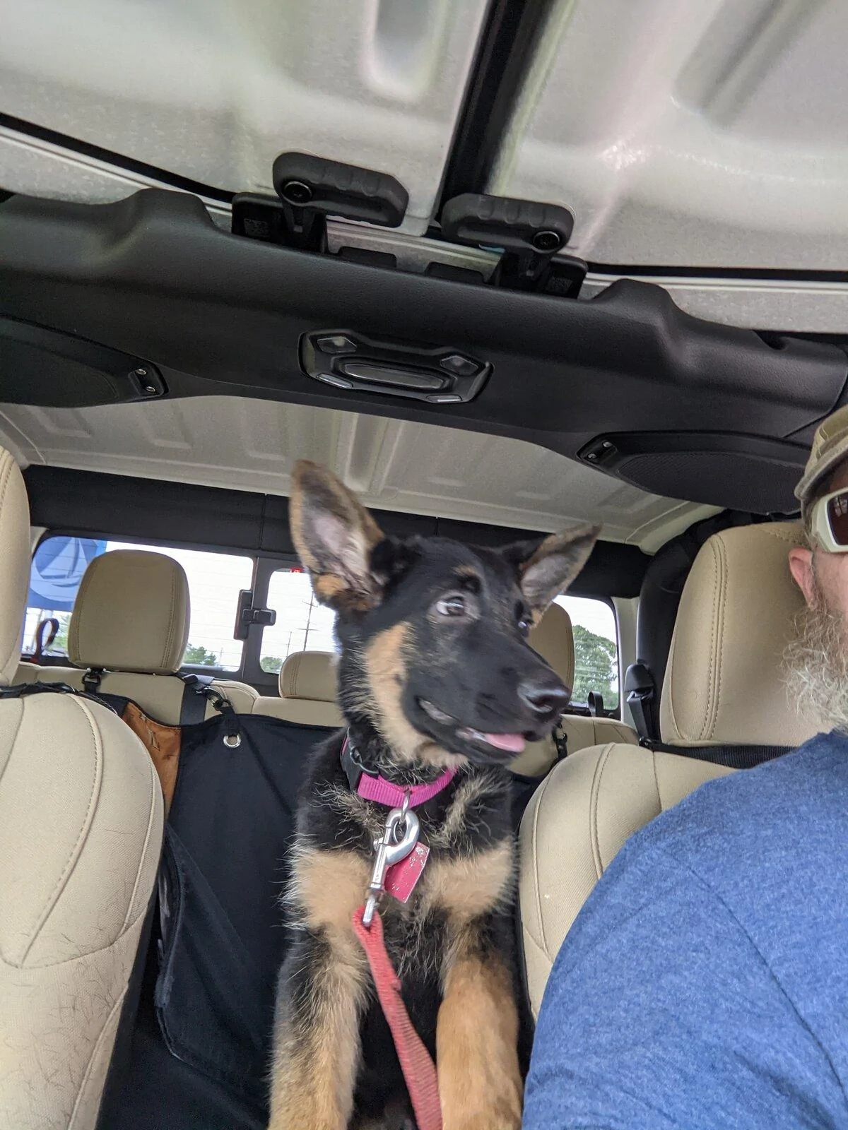 Jeep Gladiator Show me your furry Co-Pilots. PXL_20210624_202534305.MP