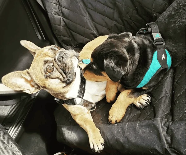 Jeep Gladiator Show me your furry Co-Pilots. Copilots