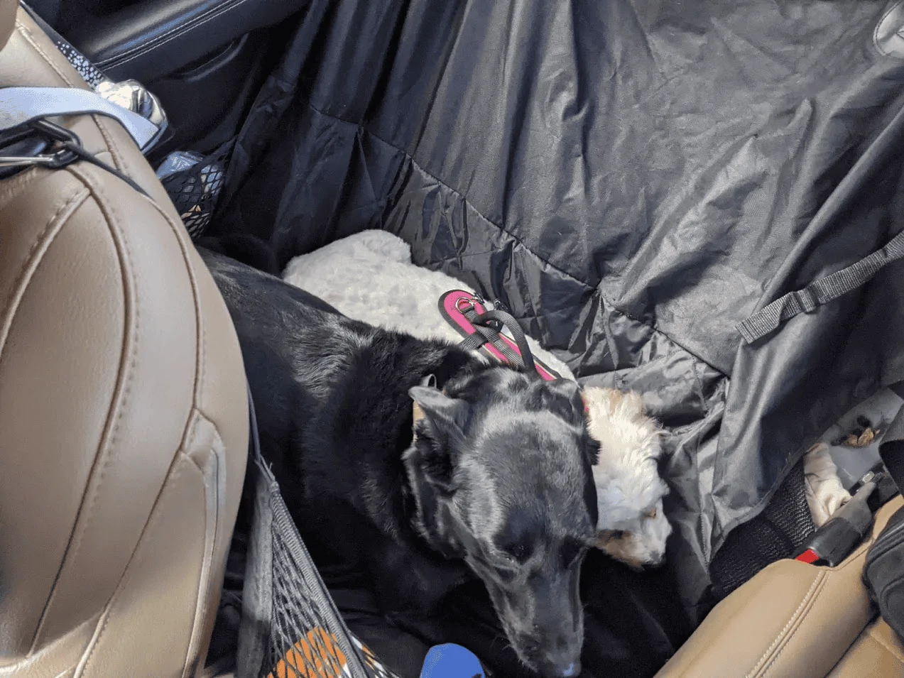 Jeep Gladiator Has anyone "doggified" their entire rear section? 1624978510466