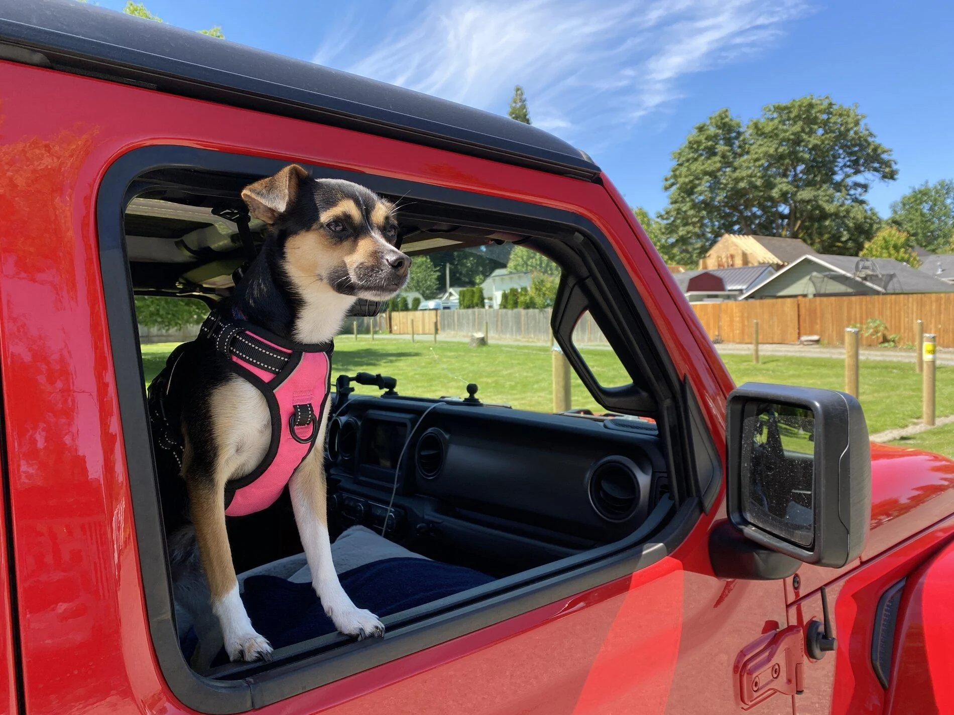 Jeep Gladiator Show me your furry Co-Pilots. C0A4DD36-5760-4AEB-8B8E-1B2466F005CB