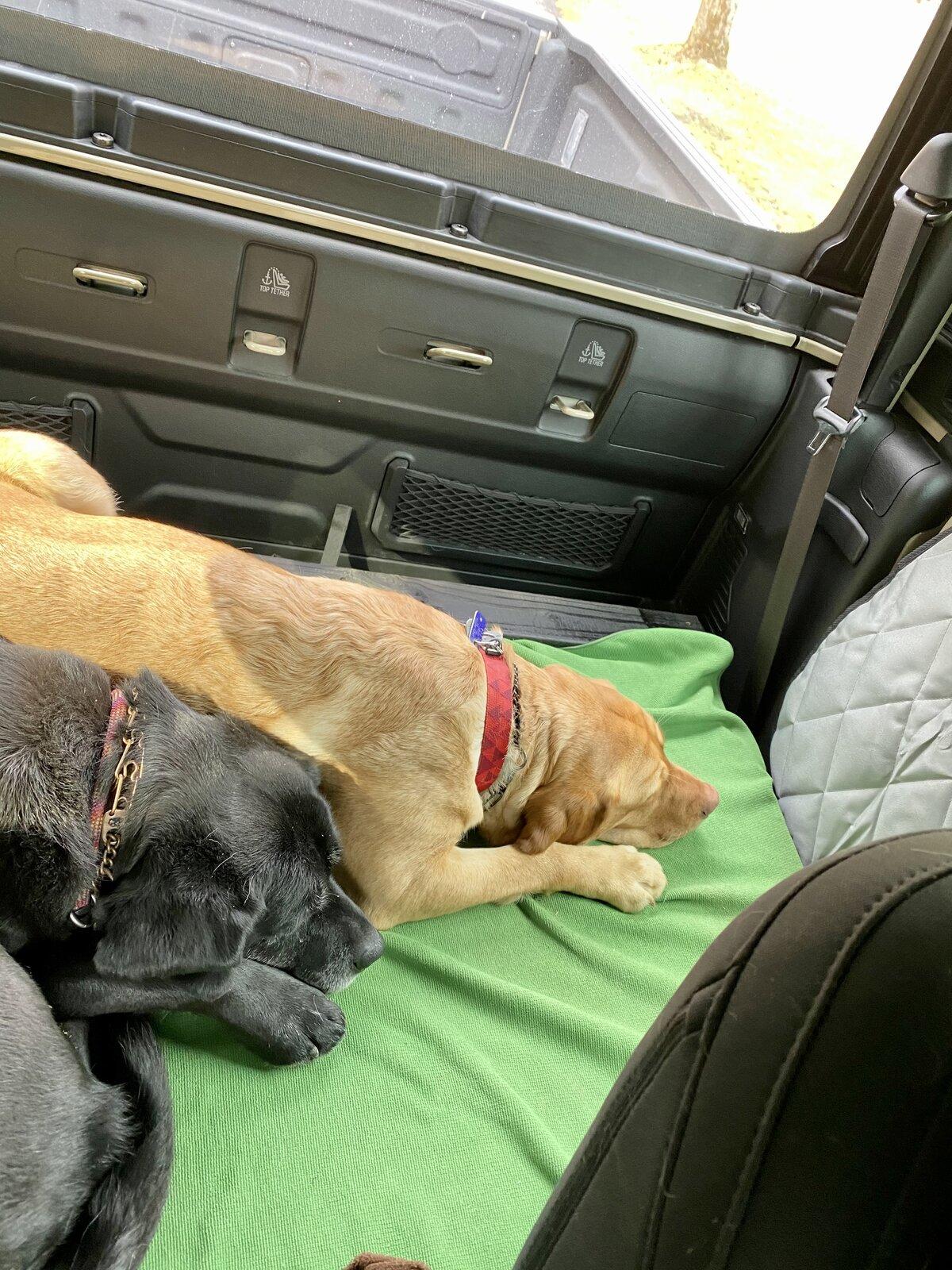 Jeep Gladiator Has anyone "doggified" their entire rear section? 9D79B6FF-1293-4712-85AD-07A66327CC1F