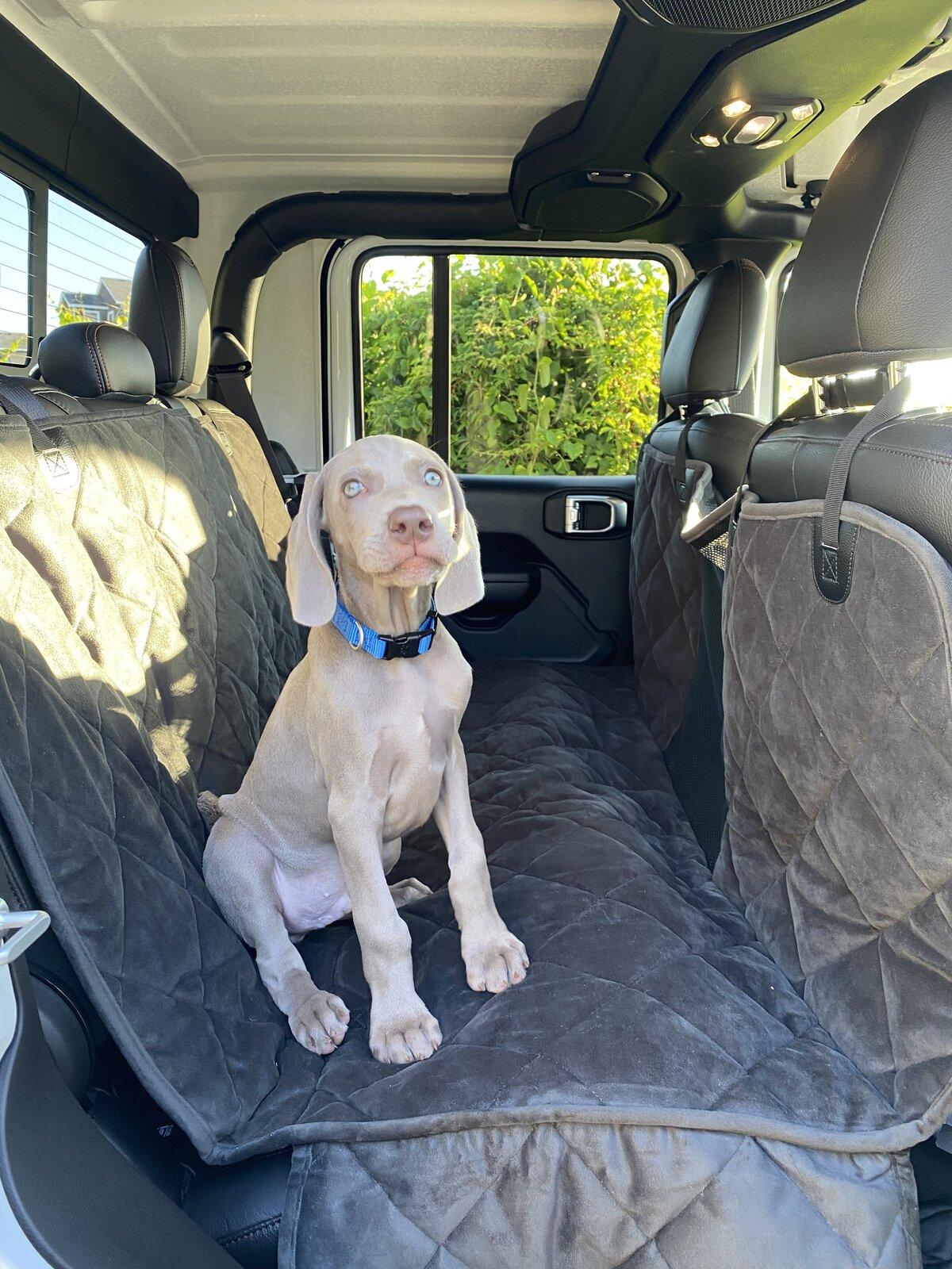 Jeep Gladiator Show me your furry Co-Pilots. 7433000E-5516-45D2-960E-84F84E1F9441