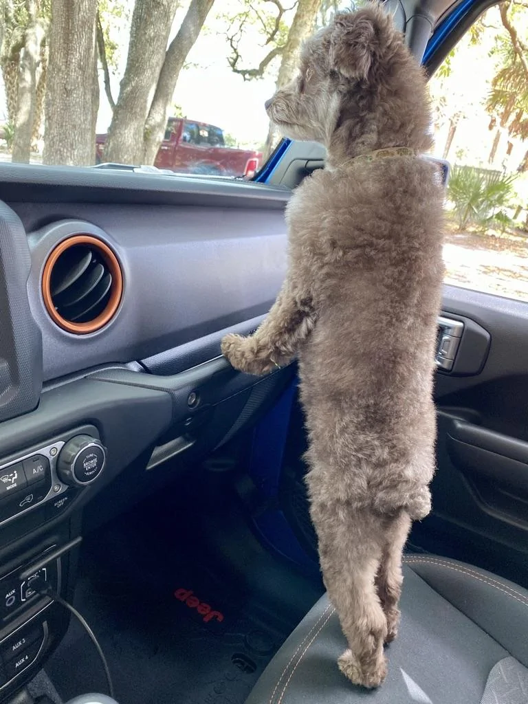 Jeep Gladiator Has anyone "doggified" their entire rear section? BFC9EA4A-D980-4CC8-ABD7-9A40A64CEE21_1_105_c