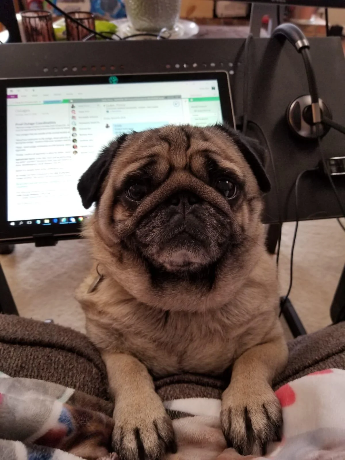 Jeep Gladiator Let’s see your pets cause they are the best companion you can have!!!!! IMG-20190308-WA0000