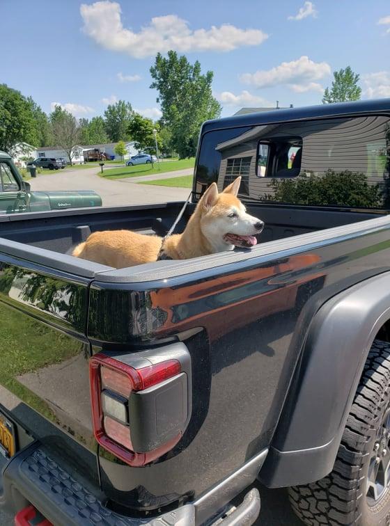Jeep Gladiator What did you HAUL in your JT today? Kiba in BlackBear