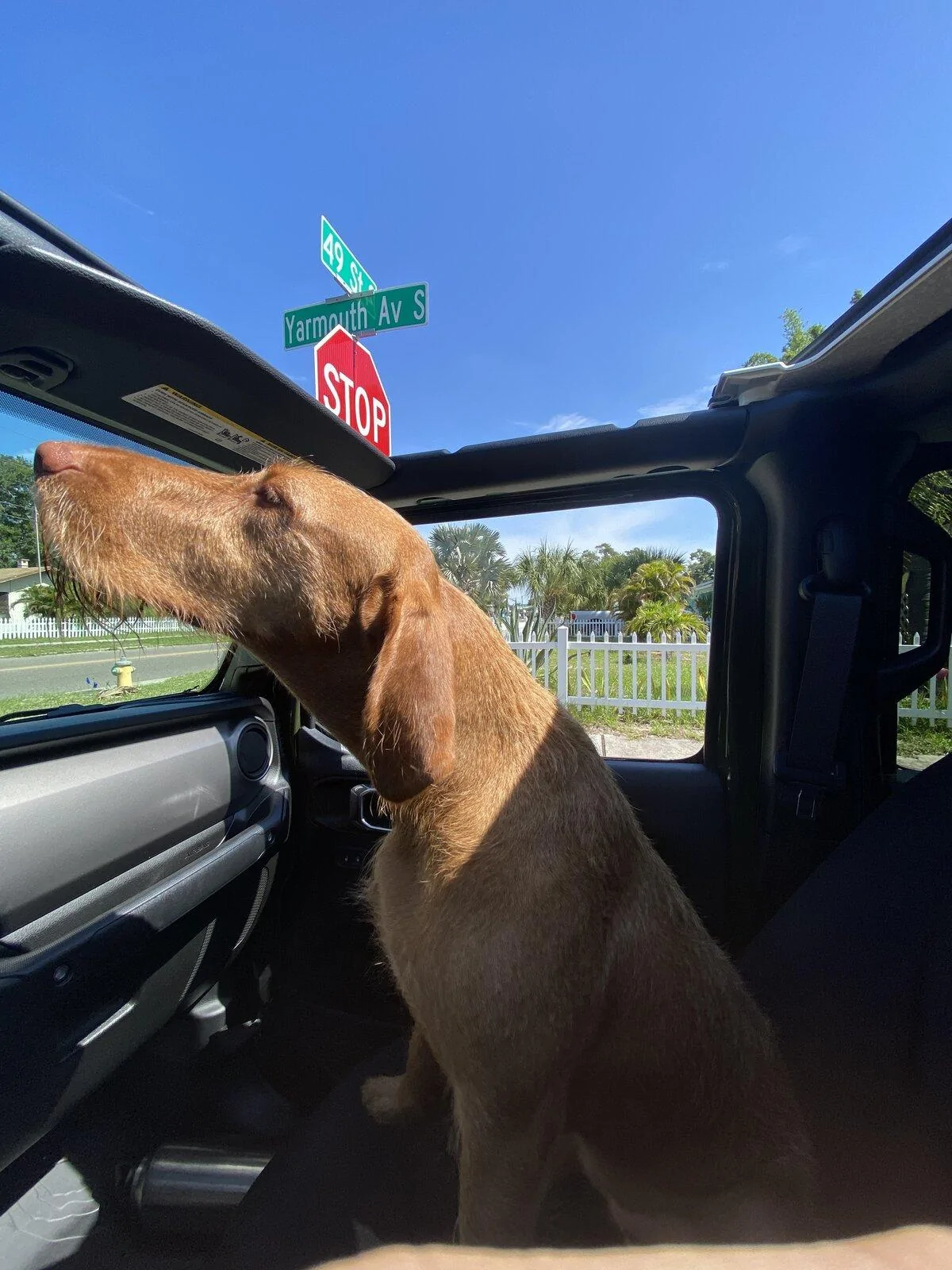 Jeep Gladiator Show me your furry Co-Pilots. B920F85F-06AF-4D0B-A32D-C516CBB2C299