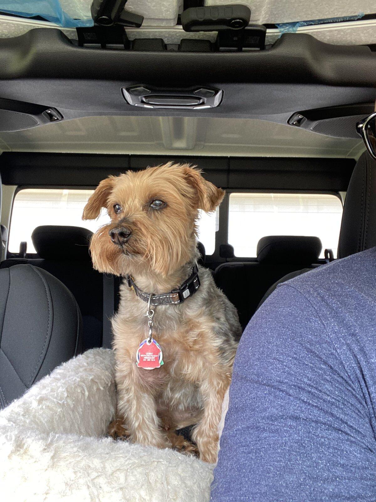 Jeep Gladiator Show me your furry Co-Pilots. D48EB5D5-E99A-4BE4-8377-3E9EC75DEE00