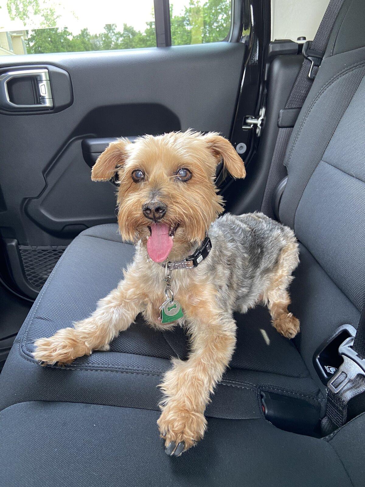 Jeep Gladiator Show me your furry Co-Pilots. 86800FC7-FD2E-4B1B-8836-47ABAB6F6710