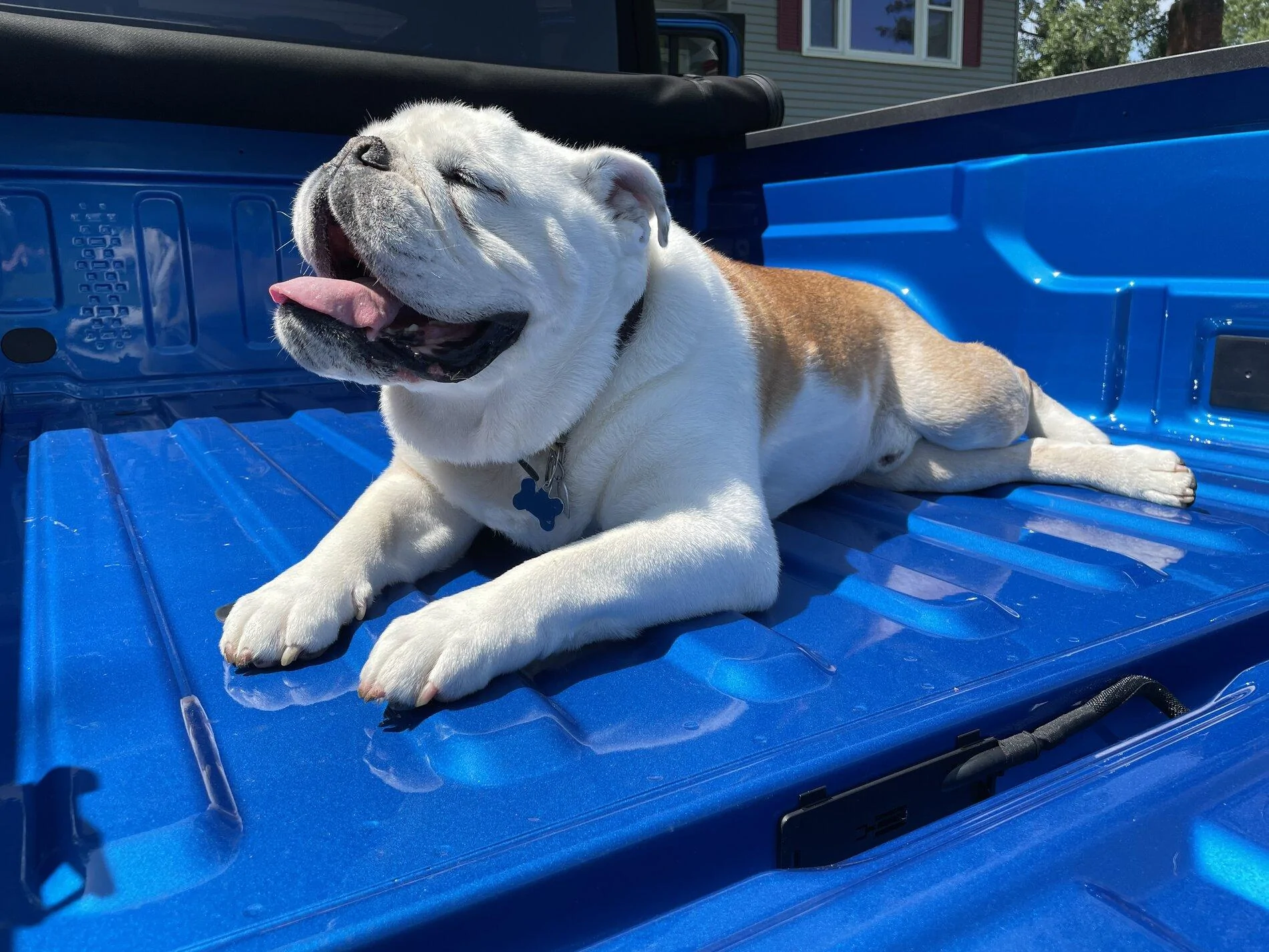 Jeep Gladiator Show me your furry Co-Pilots. IMG_1443 (1)