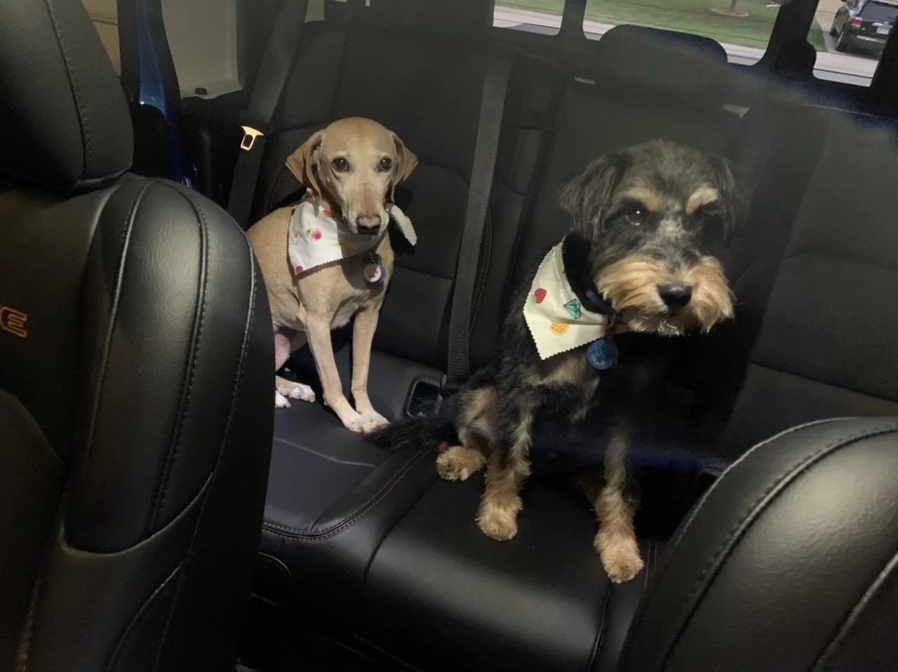 Jeep Gladiator Show me your furry Co-Pilots. A337602C-B11A-4204-8C90-03BEB8204395