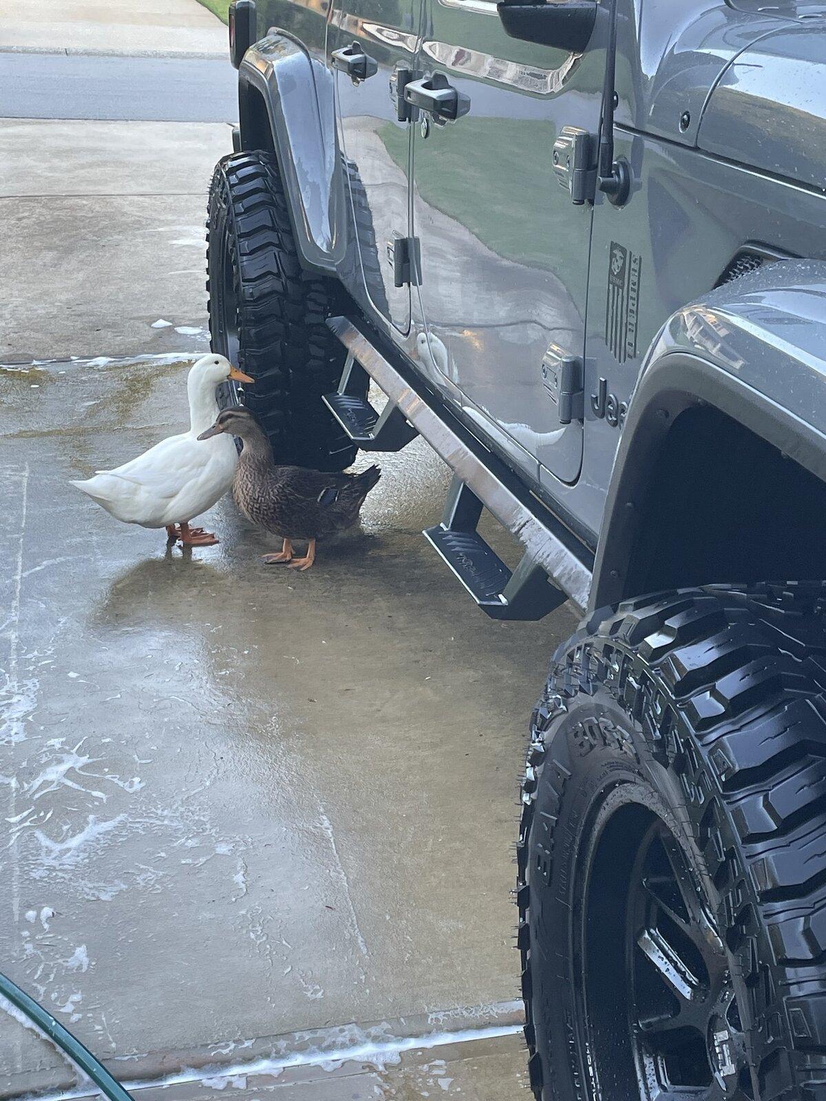 Jeep Gladiator I've been ducked before but this seems next level Ducked