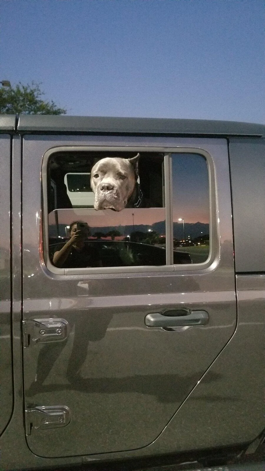 Jeep Gladiator Mastiff and My Gladiator nessaincar