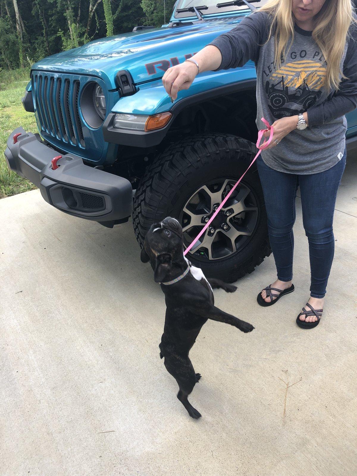 Jeep Gladiator Let’s see your pets cause they are the best companion you can have!!!!! E9FF007F-5A7C-4CF7-9ADF-5C907C86F188