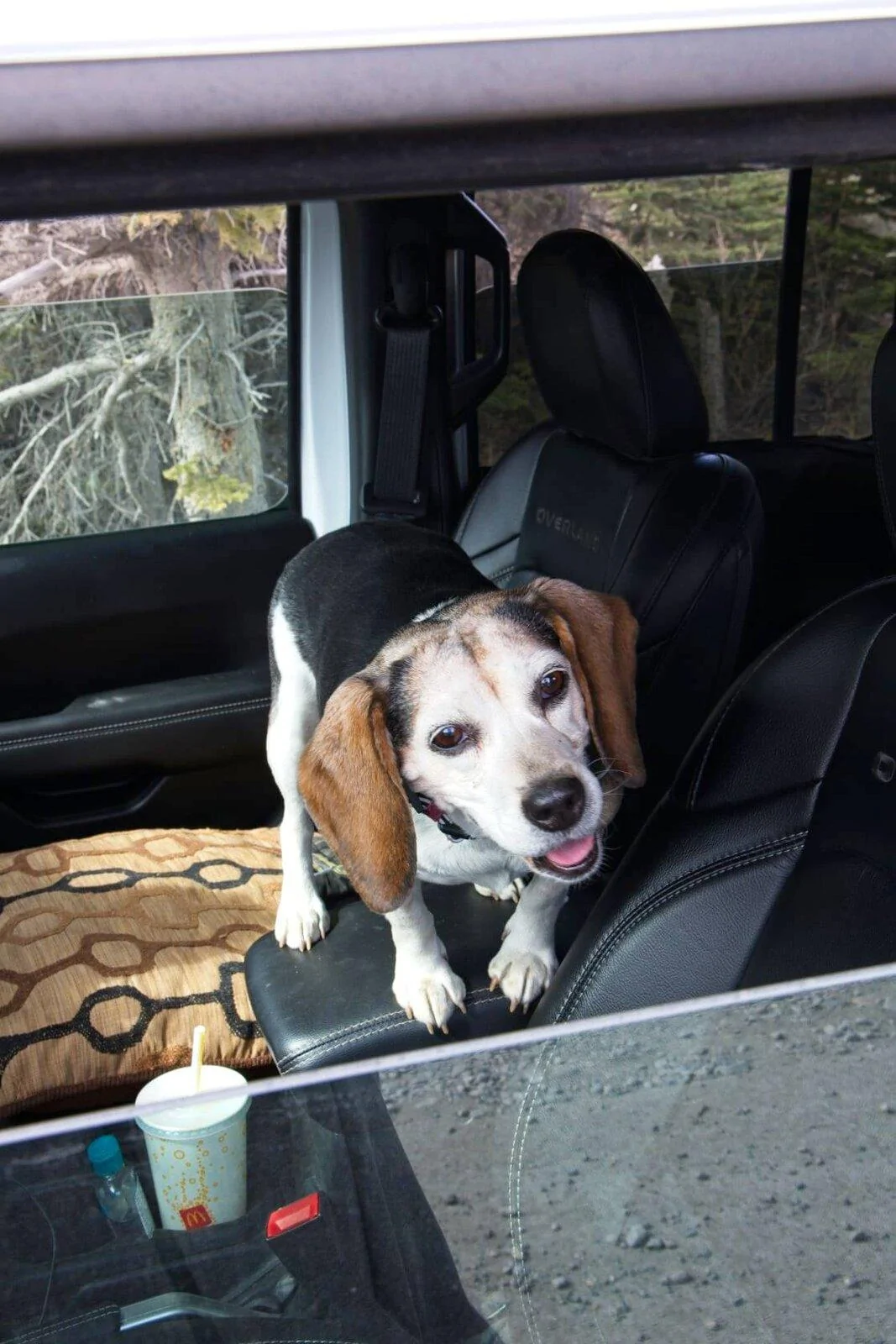 Jeep Gladiator So what did you name your Gladiator? Happy dog