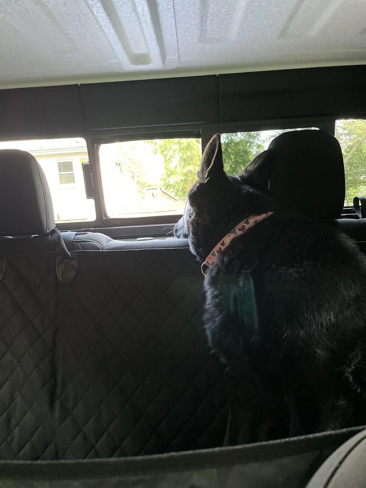 Jeep Gladiator Has anyone "doggified" their entire rear section? 58BCD758-8FF3-4F3D-BBC2-8DECC507B226