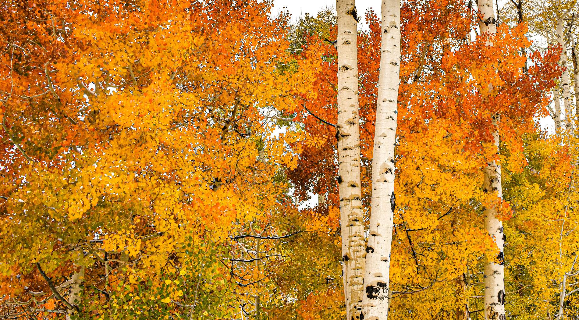 Jeep Gladiator Let's see those Fall Colors. DSC_5648