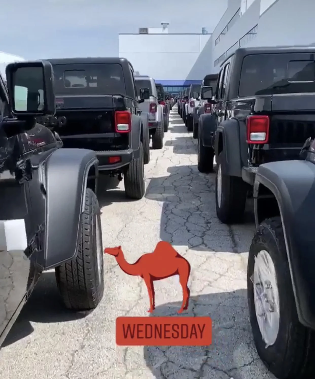 Jeep Gladiator Jeeps Parking Next To Jeeps FC7B7A96-90B3-4399-B7F7-B4BB78034300