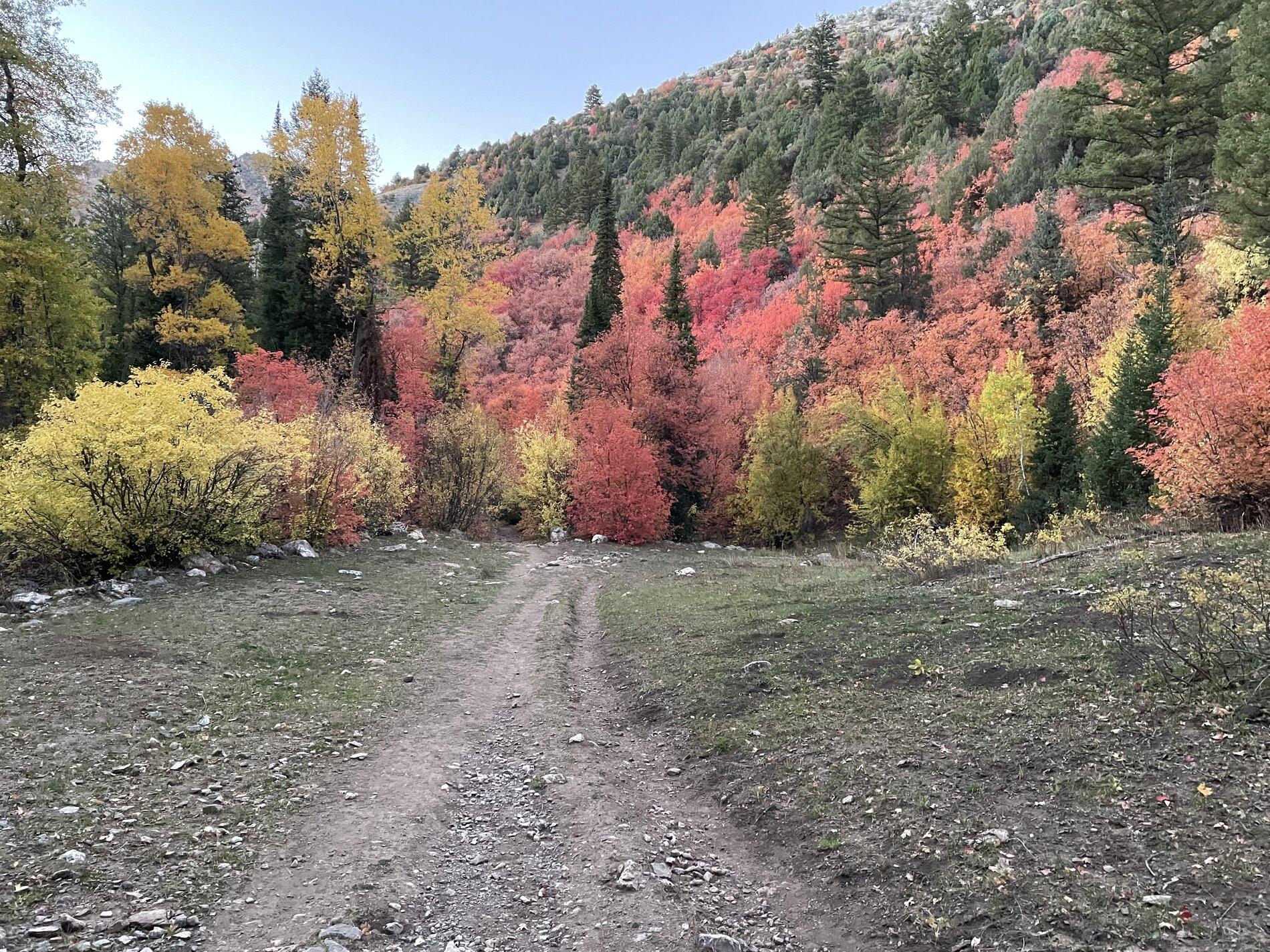 Jeep Gladiator Let's see those Fall Colors. 9680AF60-FE6B-40FB-8010-8985B1DF1F69