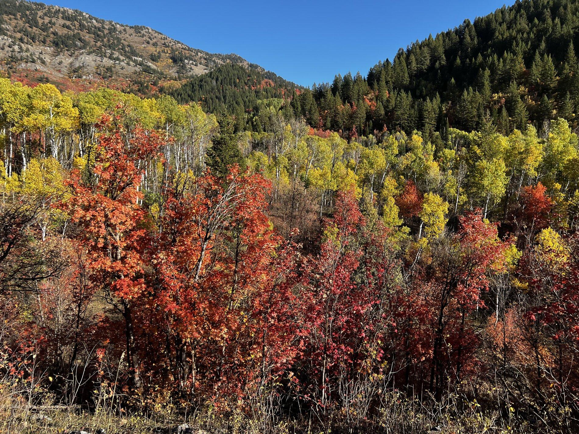 Jeep Gladiator Let's see those Fall Colors. 1E19AE91-F853-4B50-ABD9-48AEB1D19FC9