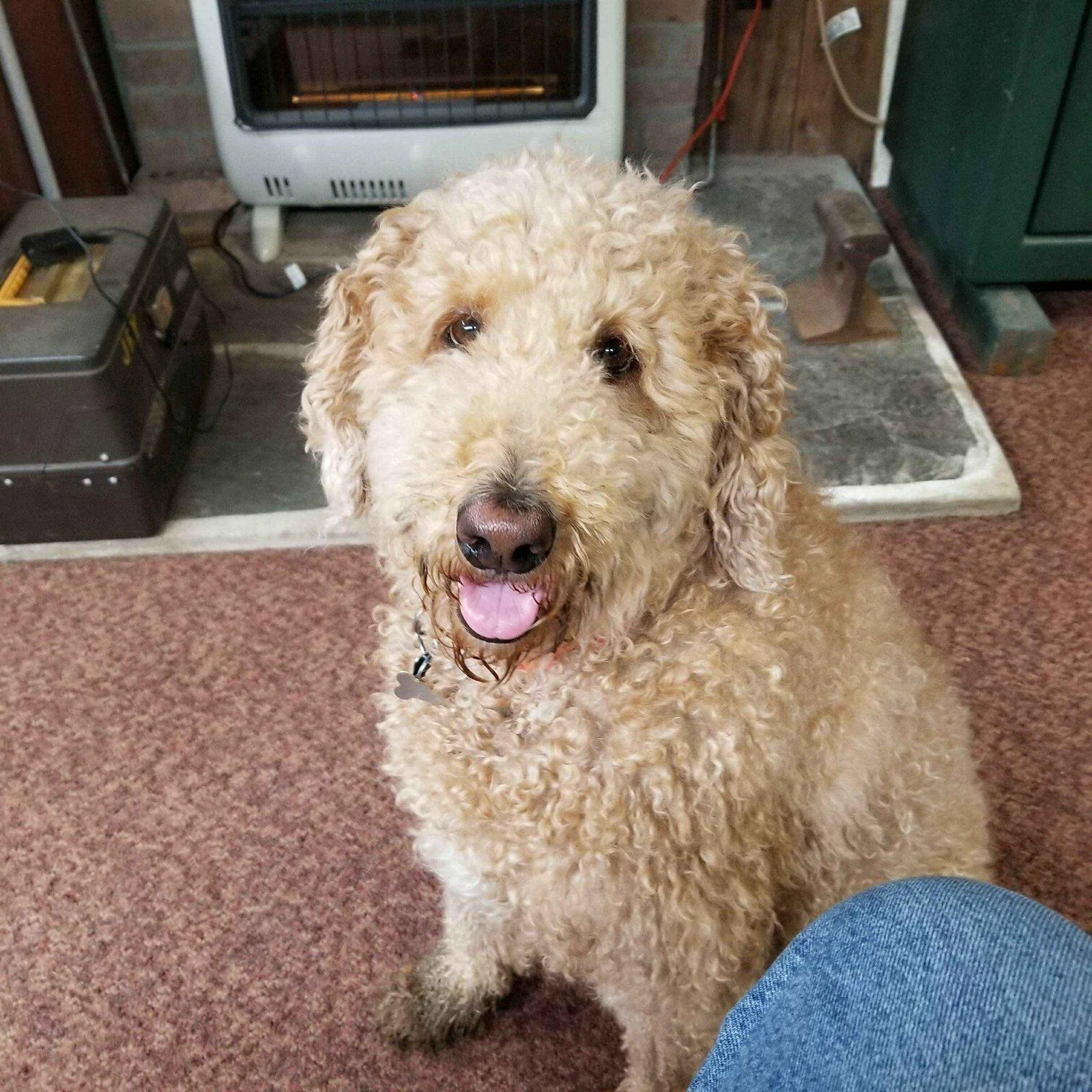 Jeep Gladiator Let’s see your pets cause they are the best companion you can have!!!!! lilly 1