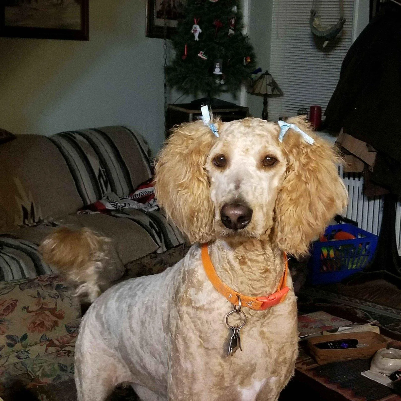 Jeep Gladiator Let’s see your pets cause they are the best companion you can have!!!!! lilly 6