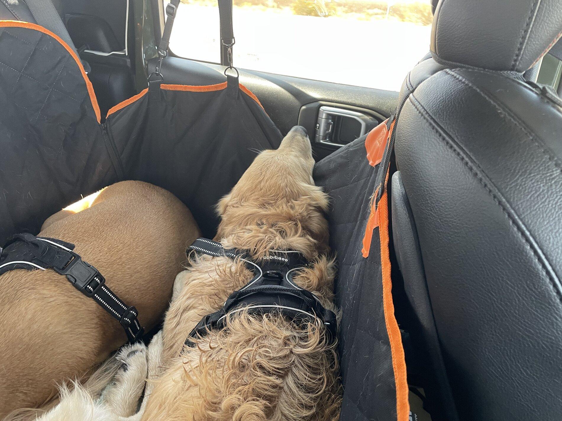 Jeep Gladiator Let’s see your pets cause they are the best companion you can have!!!!! C18DEF0A-27BB-431F-95A7-8462E11C987E
