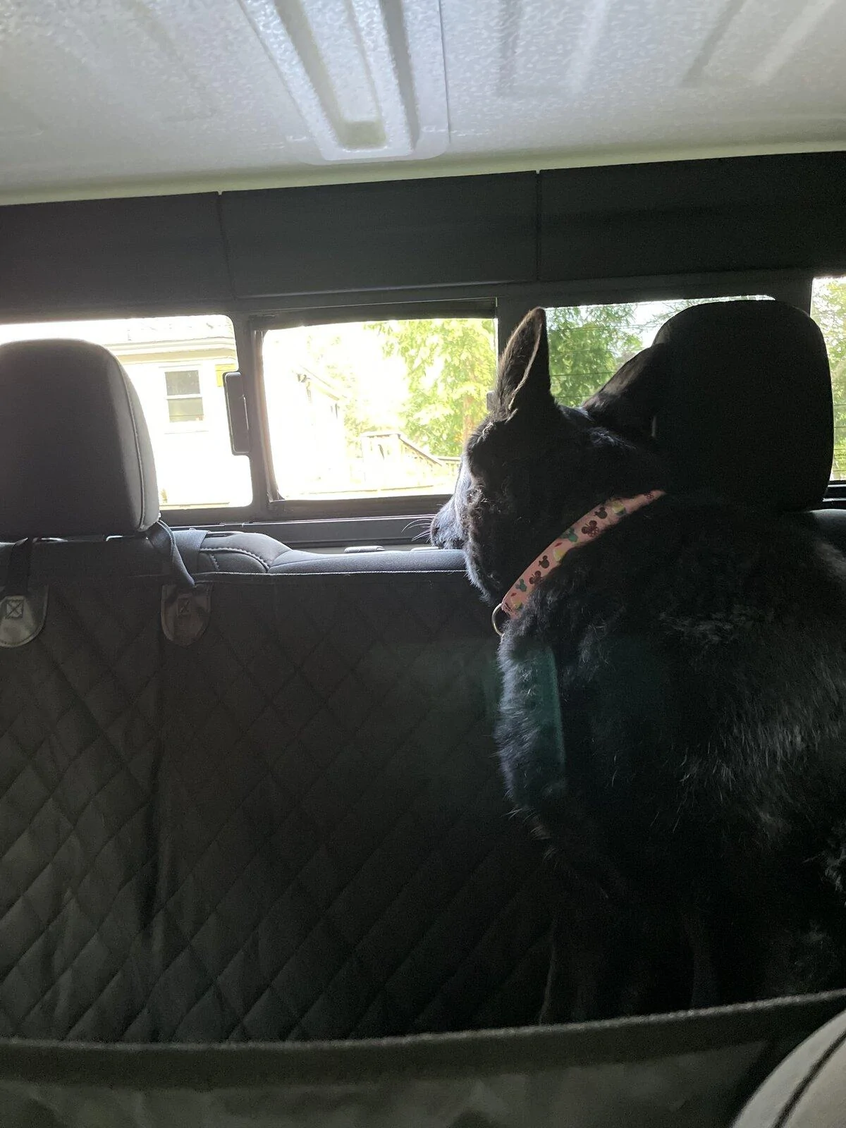 Jeep Gladiator Let’s see your pets cause they are the best companion you can have!!!!! BFBCFA29-BF3C-4E0A-9FD9-8CFAB20BBCB4