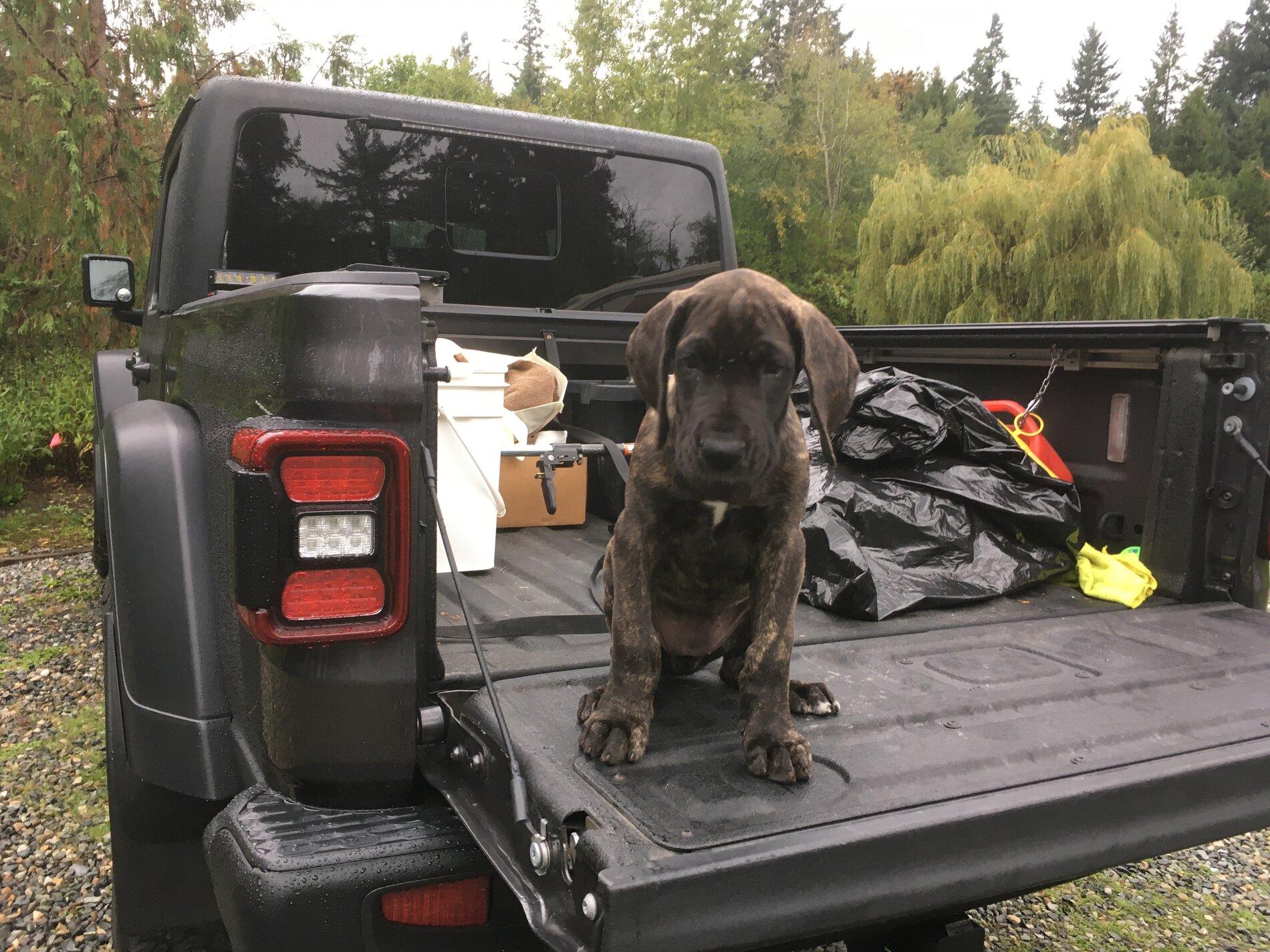 Jeep Gladiator Let’s see your pets cause they are the best companion you can have!!!!! A78CB70B-F8E6-40AD-A90D-1BF345680014