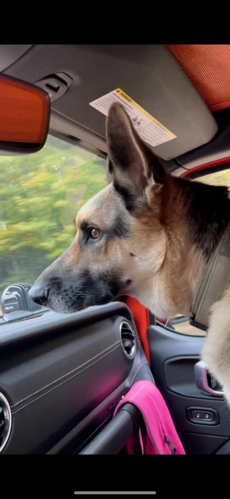 Jeep Gladiator Let’s see your pets cause they are the best companion you can have!!!!! IMG956861
