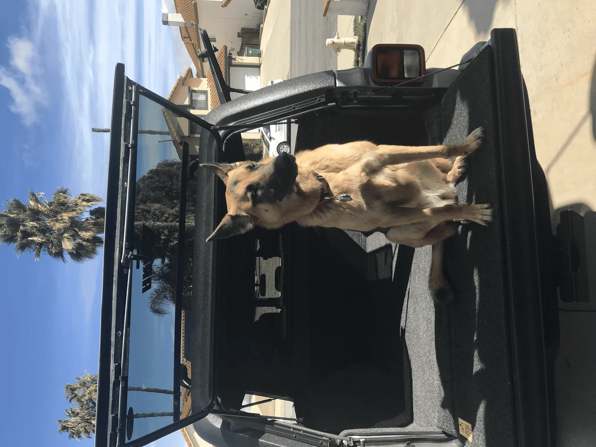 Jeep Gladiator Let’s see your pets cause they are the best companion you can have!!!!! tempImagettTNhd