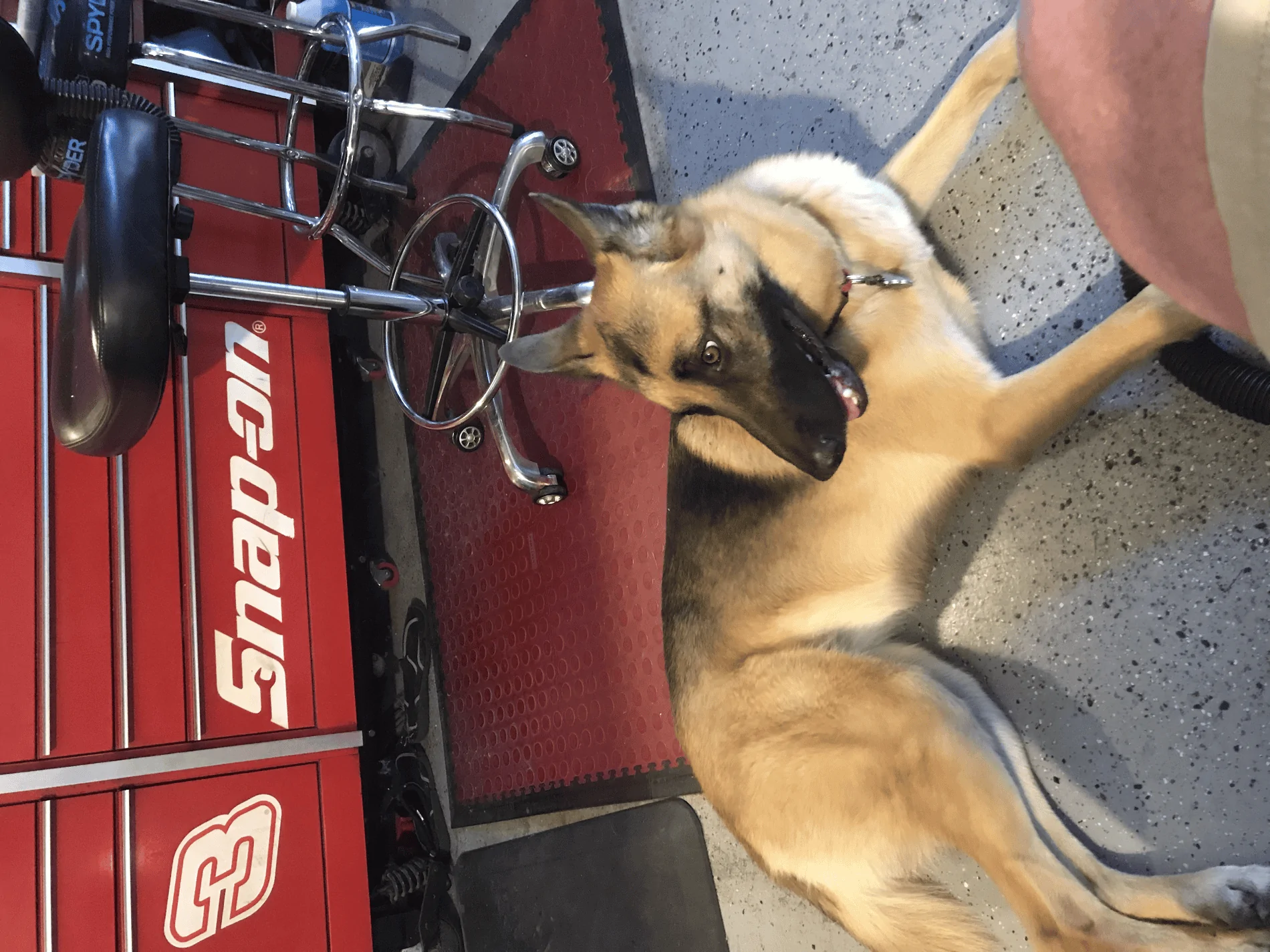 Jeep Gladiator Let’s see your pets cause they are the best companion you can have!!!!! tempImageGzJZVJ