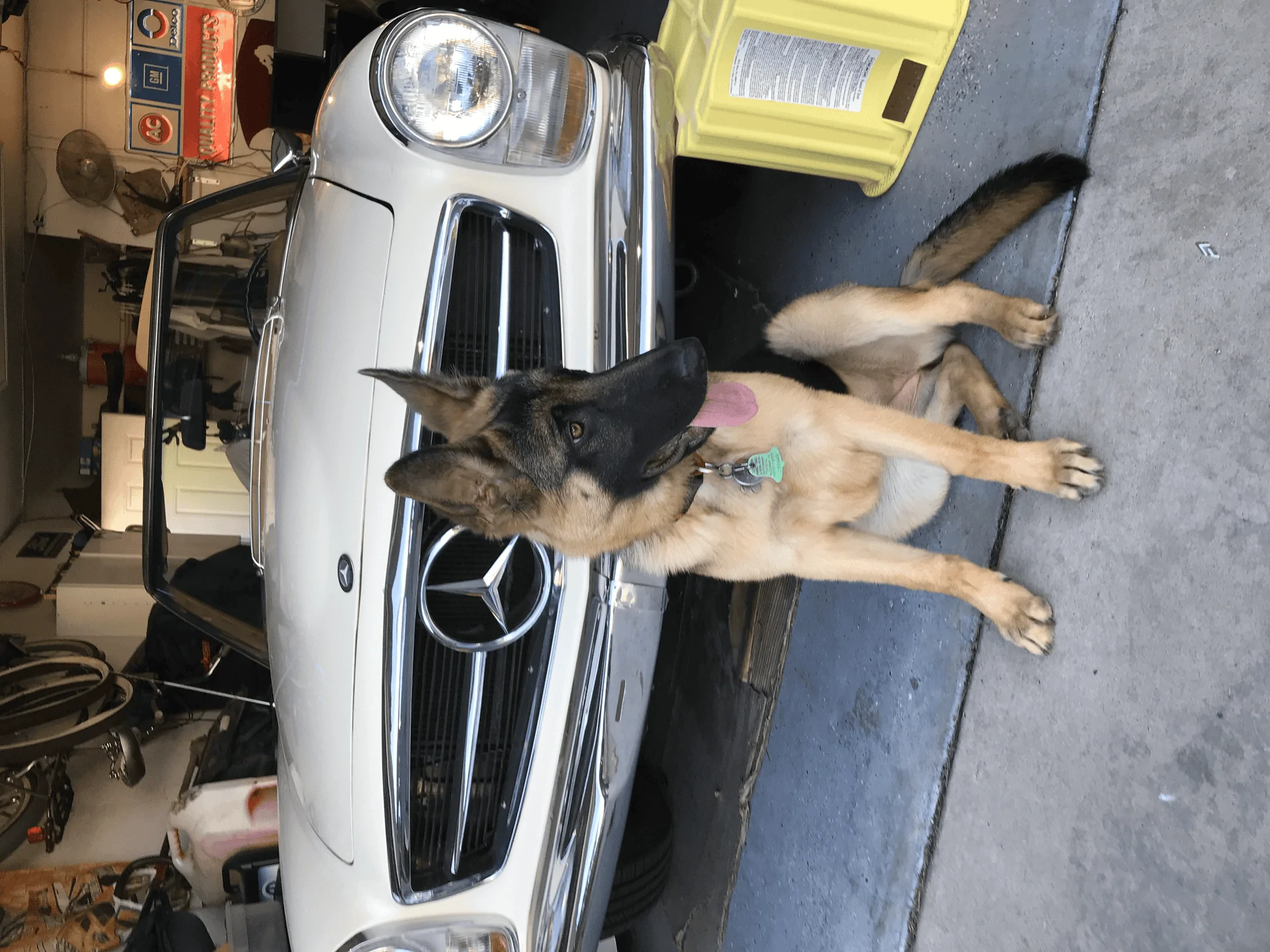 Jeep Gladiator Let’s see your pets cause they are the best companion you can have!!!!! tempImageRnwIaB