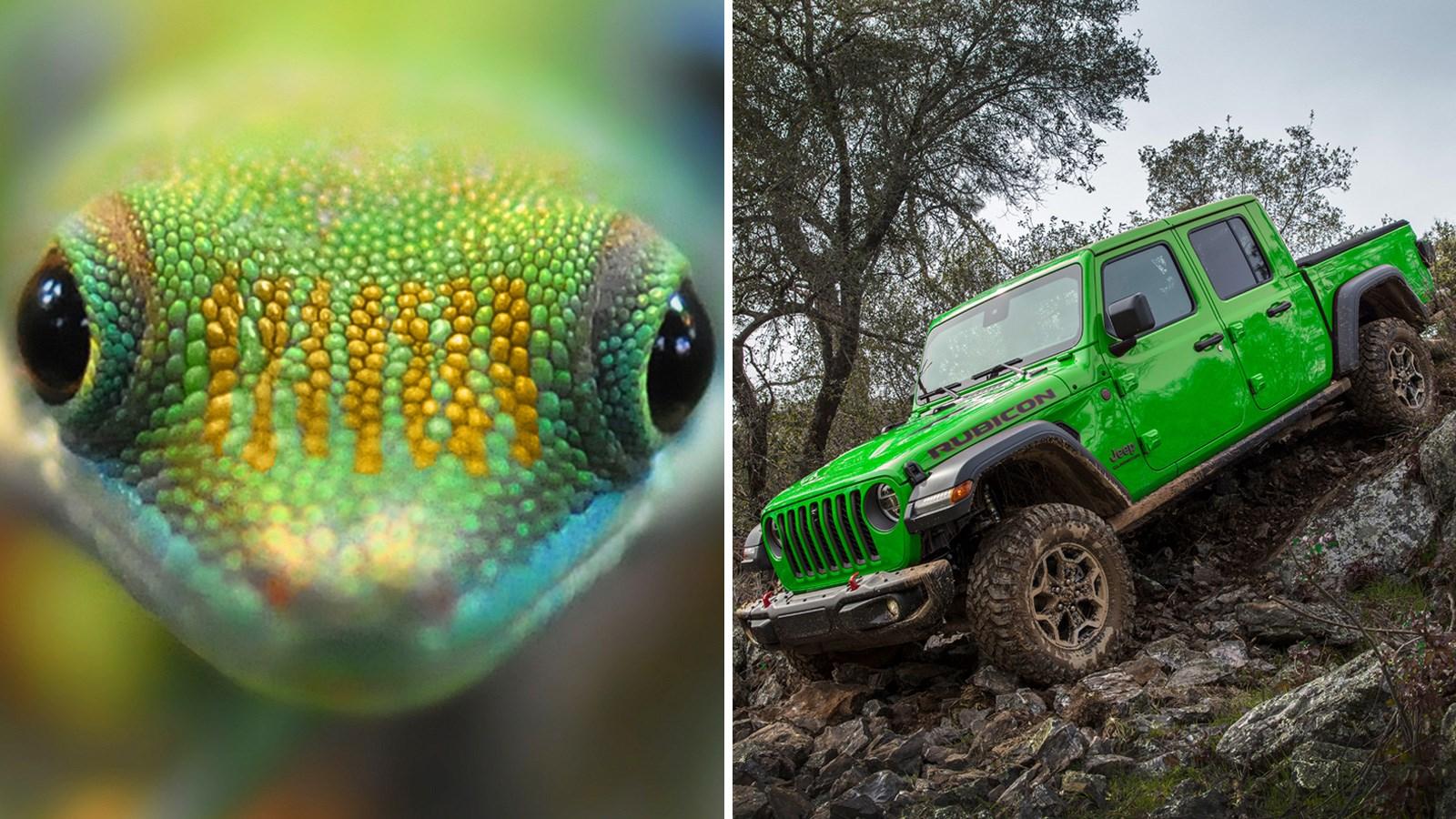 Jeep Gladiator GECKO GREEN Gladiator Club Gecko Rubicon