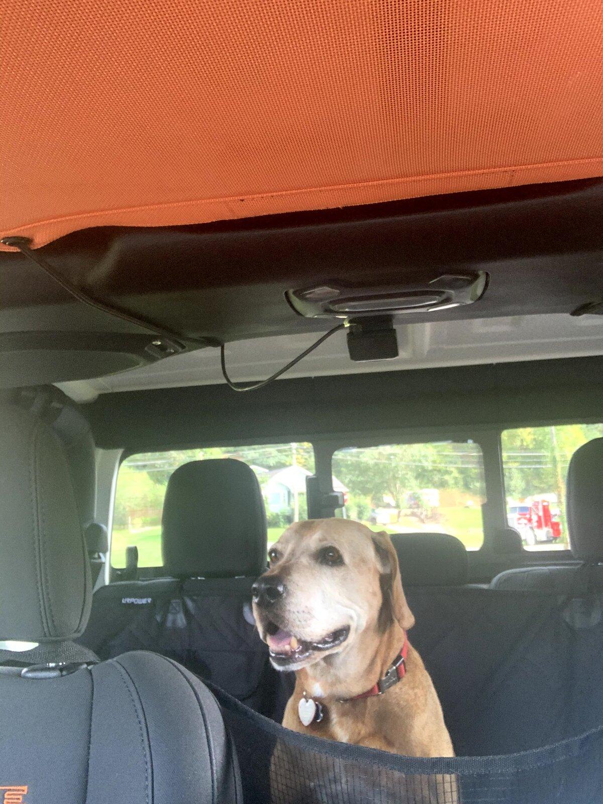 Jeep Gladiator Let’s see your pets cause they are the best companion you can have!!!!! IMG_0926