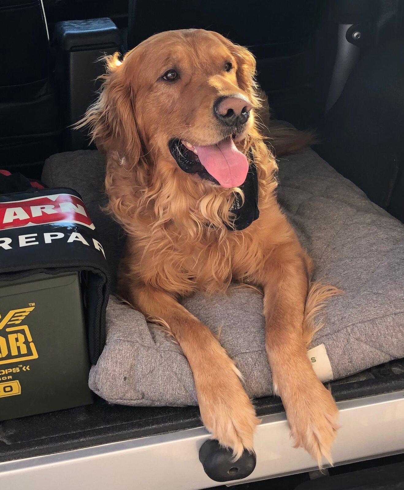Jeep Gladiator Let’s see your pets cause they are the best companion you can have!!!!! Zeb