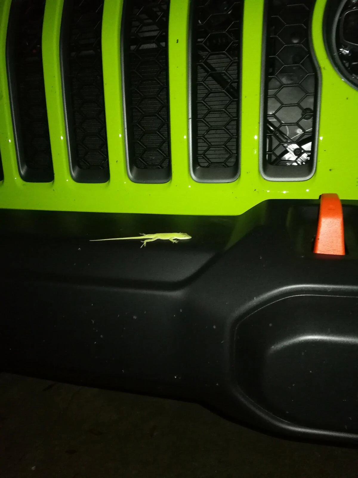 Jeep Gladiator GECKO GREEN Gladiator Club IMG_20211102_204153