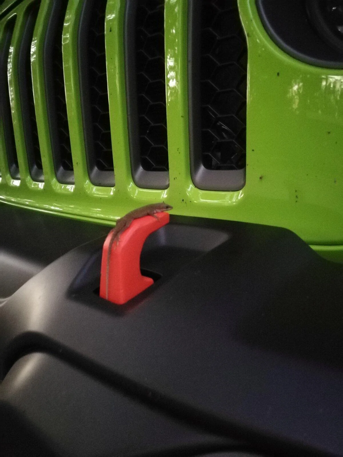 Jeep Gladiator GECKO GREEN Gladiator Club IMG_20211103_074524