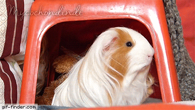 Jeep Gladiator O Guinea-Pig-Dramatic-Look.gif.c