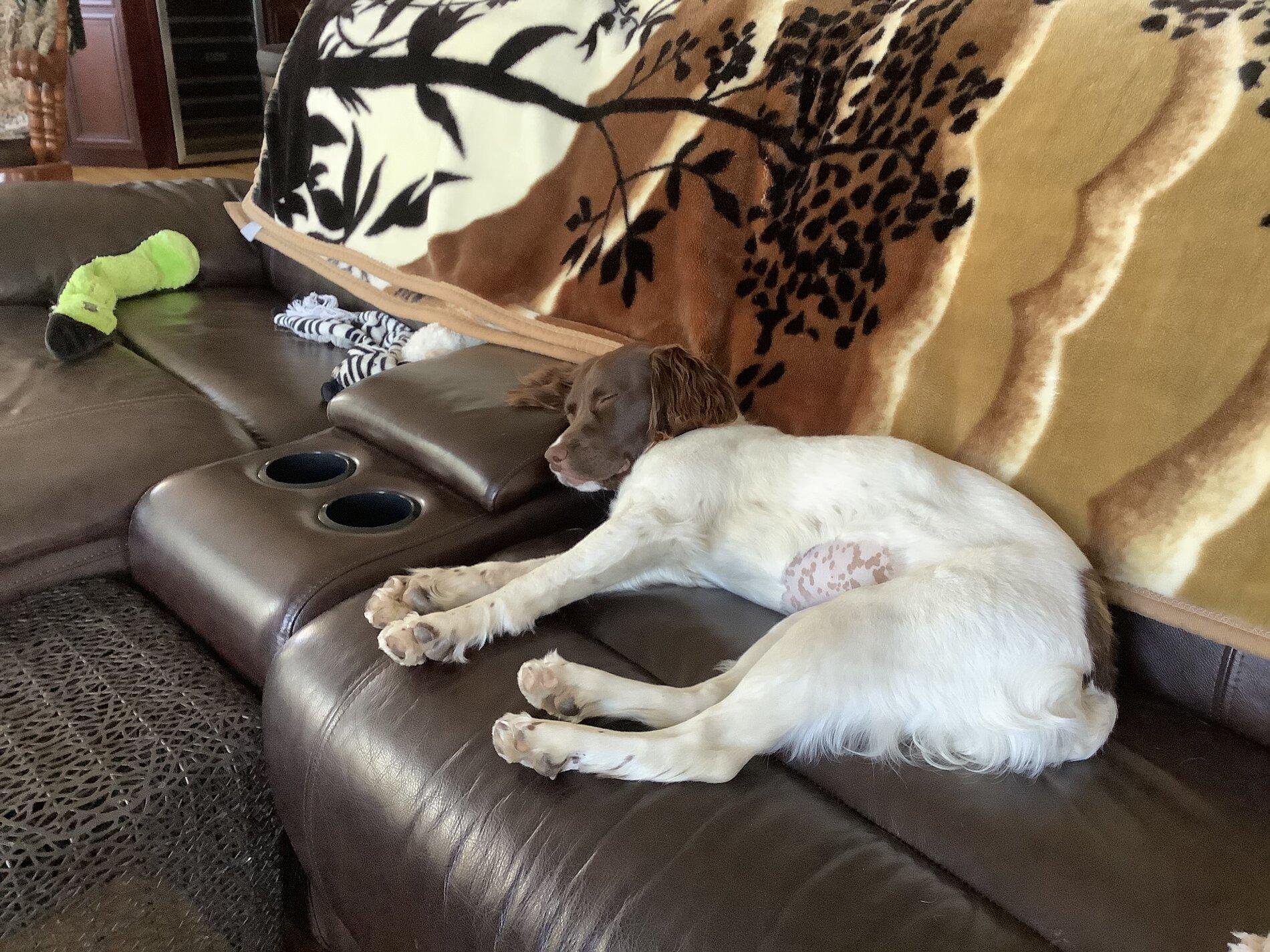 Jeep Gladiator Dog co-pilot help. 09C34DE5-88BF-482E-8825-C306A0A23C2D