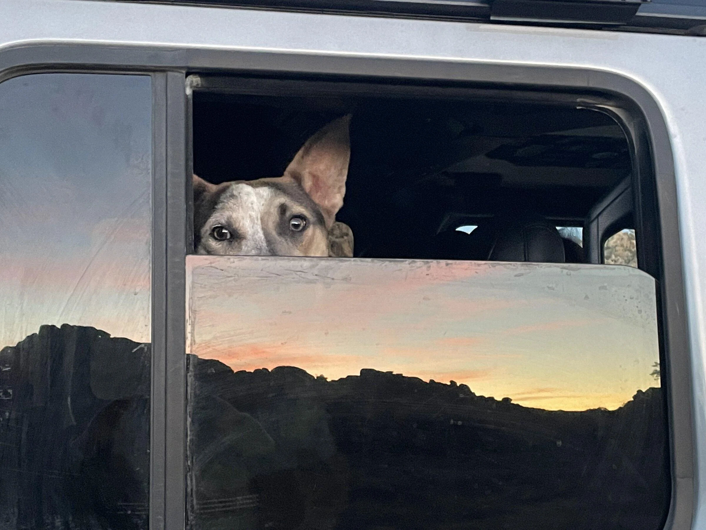 Jeep Gladiator Dog co-pilot help. ED7C2F2B-4140-43DC-B1AC-9D2B7CCBCF86