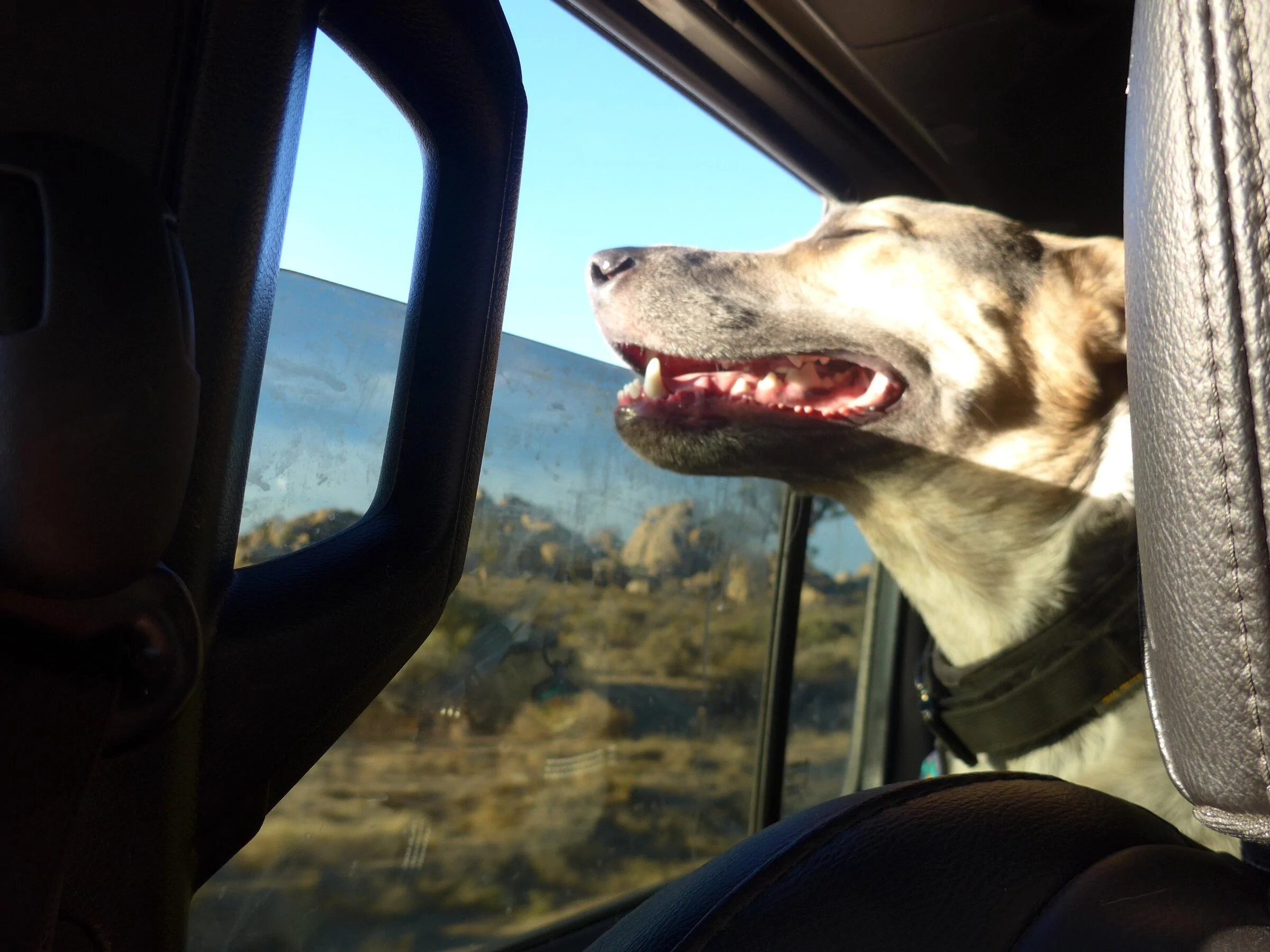 Jeep Gladiator Dog co-pilot help. D53803AA-EAC3-4502-8EE3-1384306D150B